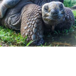 Turtles Forever!
