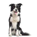 Border collie fan club