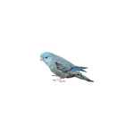 bluubirds