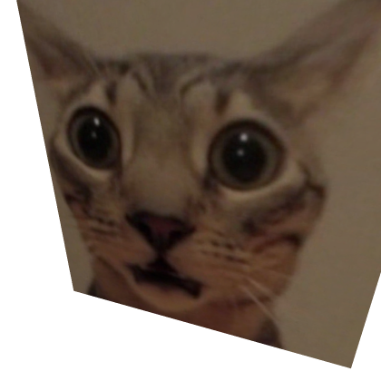 Cat ###