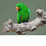 parrots fan group!!