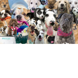 Dog Dog Dog Dog Dog Dog Dog Dog DOGGY!