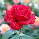 clothing group rose