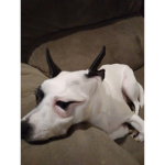 I am a weird dog