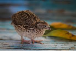 Quail studio
