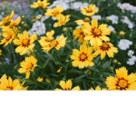 ~ Daisy's! ~ Come Join!