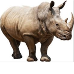 Rhino_Squad