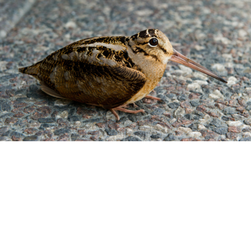 timberdoodle sandpipers