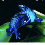 Frogy yay
