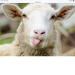 SHEEP LAMB FAN GROUP