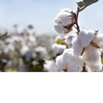 Quality Cotton Clothes.