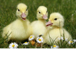 Ducky Fangroup