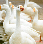Goose Dah Group