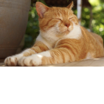 The catty_cats