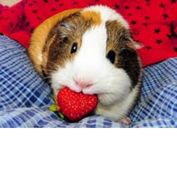 Cute guinea pigs