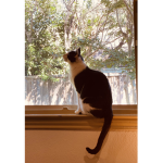 ~cat or pets group~