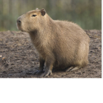 Capybara fan group..
