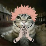 Sukuna the cat INC