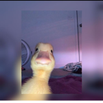 Enten_crew