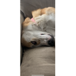Dog-Bring-On