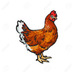 poulette
