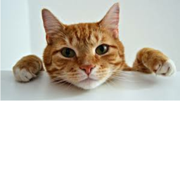 Cool Kitty Obby 2