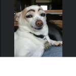 El roy Bv