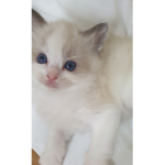 NEKO냥이