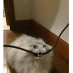 gato truco