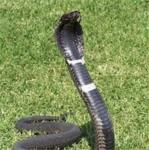NURACs ringhal cobras