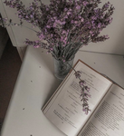 lavender rose's