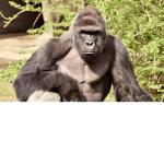 harambe squad