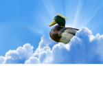 TheDuckGodYT's Group
