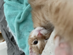 –Cat Studios–