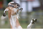 THISGAMEWONTLETMEMAKETHENAMEGOAT