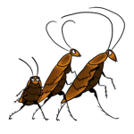 Cockroach Queens