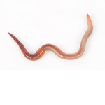 Big Worms Inc.
