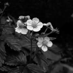 Black'n White Group!