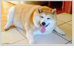 Doge Group TY (ขายเสื้อ)
