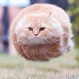 Flying Spinning Cat Obby {NEW}