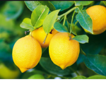 Lemon world