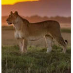 animals_forlife