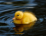 The Cool Duck Army