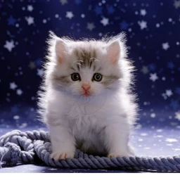 scary cat icon