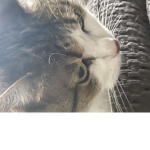 Cat_Fortress53