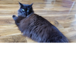 Cat Fan Group!!!