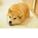 idk what name to pick dog