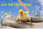 The Official Army Ducks