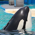 𝓛 𝓸 𝓵 𝓲 𝓽 𝓪