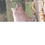 Piggy oink oink pig